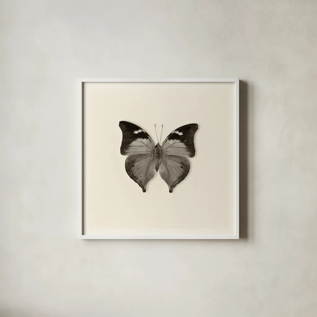 Butterfly VII BW by Debra Van Swearingen. Shown in a crisp white glass frame for a clean and minimalist style. Available as an archival giclee rolled canvas, fine art paper, or poster print. SKU 25728a.