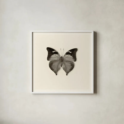 Butterfly VII BW by Debra Van Swearingen. Shown in a crisp white glass frame for a clean and minimalist style. Available as an archival giclee rolled canvas, fine art paper, or poster print. SKU 25728a.