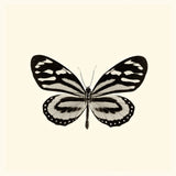 Butterfly VIII BW by Debra Van Swearingen. SKU 25729a. Archival Giclee Fine art print for wall decor.