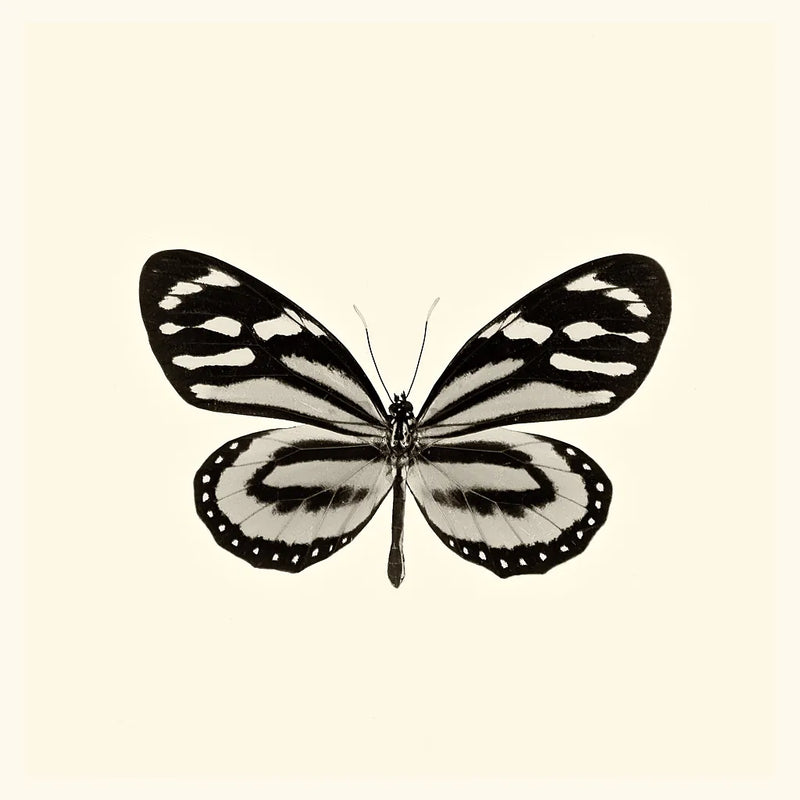 Butterfly VIII BW by Debra Van Swearingen. SKU 25729a. Archival Giclee Fine art print for wall decor.