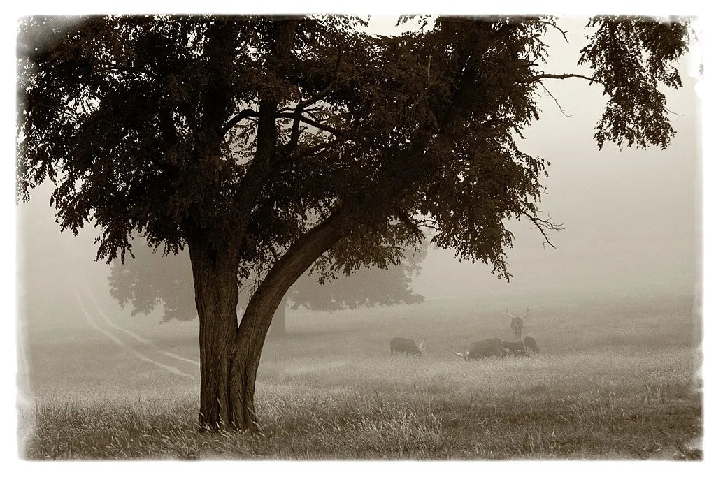 Calm Mist by Debra Van Swearingen. SKU 23491i. Archival Giclee Fine art print for wall decor.