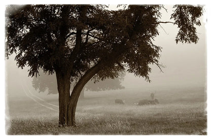 Calm Mist by Debra Van Swearingen. SKU 23491i. Archival Giclee Fine art print for wall decor.