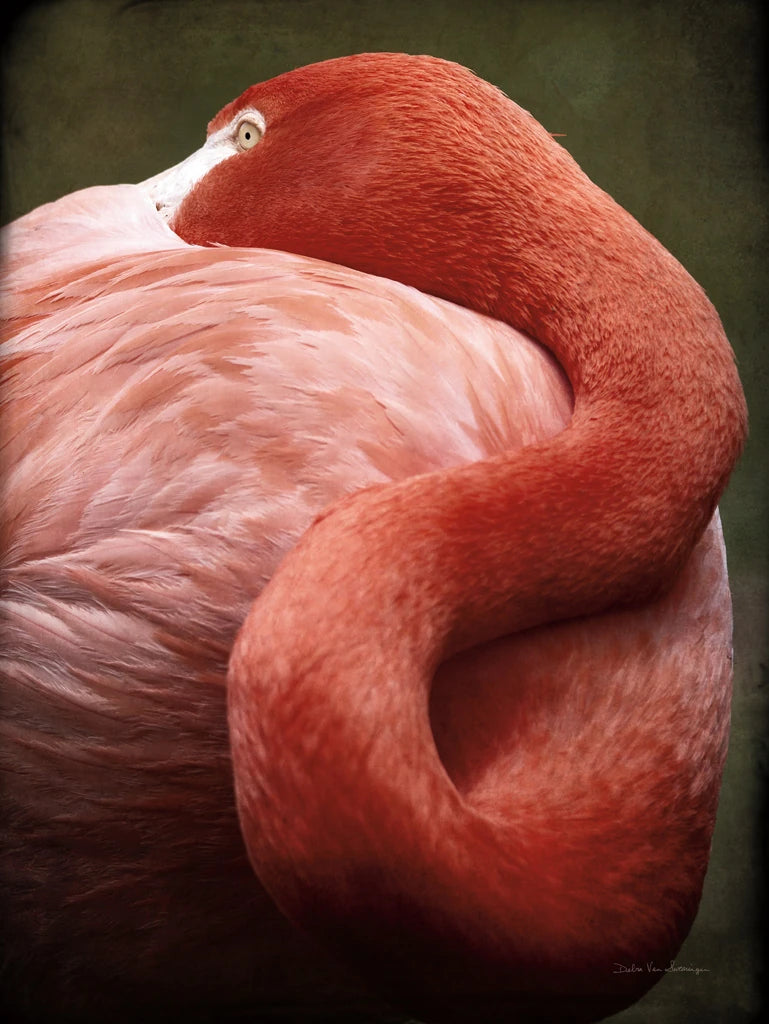 Caribbean Flamingo I by Debra Van Swearingen