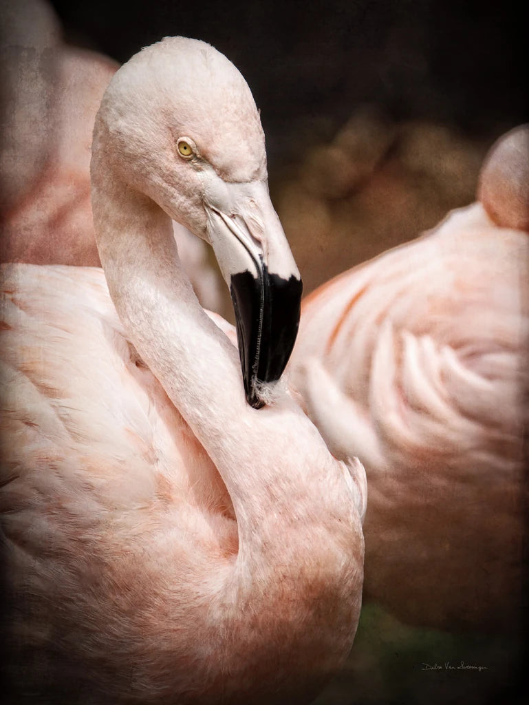 Chilean Flamingo II by Debra Van Swearingen