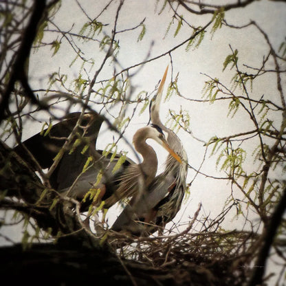 Connection by Debra Van Swearingen. SKU 63819a. Archival Giclee Fine art print for wall decor.