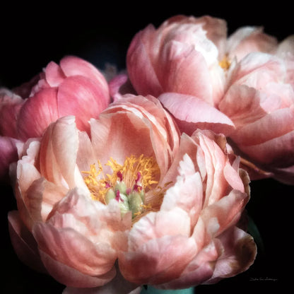 Coral Peonies II by Debra Van Swearingen. SKU 86251a. Archival Giclee Fine art print for wall decor.