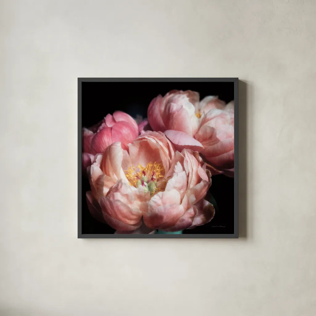 Coral Peonies II by Debra Van Swearingen. Shown in a sleek black glass frame for a contemporary gallery look. Available as an archival giclee rolled canvas, fine art paper, or poster print. SKU 86251a.