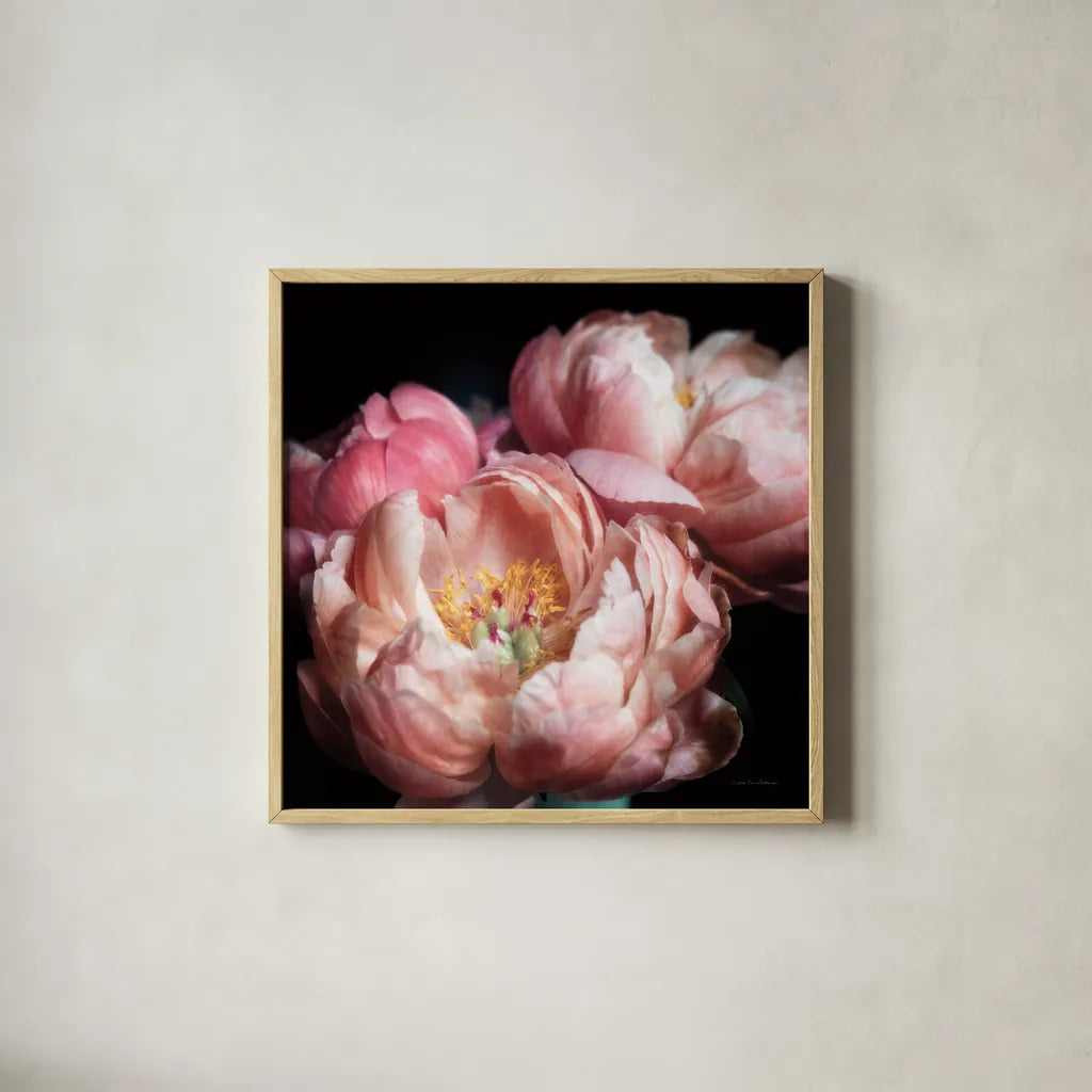 Coral Peonies II by Debra Van Swearingen. Shown in a natural wood glass frame for a timeless modern aesthetic. Available as an archival giclee rolled canvas, fine art paper, or poster print. SKU 86251a.