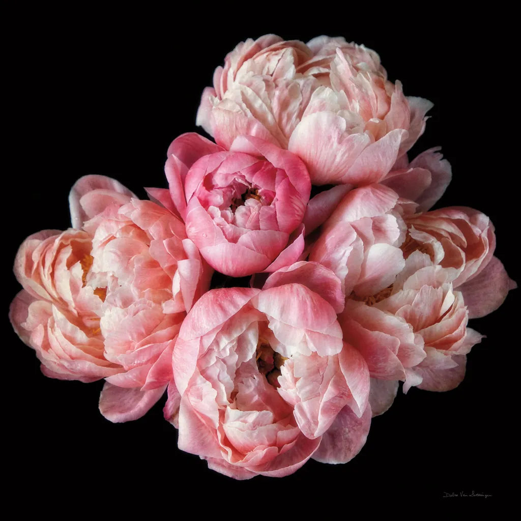 Coral Peonies III by Debra Van Swearingen. SKU 86252a. Archival Giclee Fine art print for wall decor.