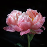 Coral Peonies IV by Debra Van Swearingen. SKU 86253a. Archival Giclee Fine art print for wall decor.