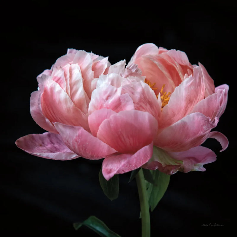 Coral Peonies IV by Debra Van Swearingen. SKU 86253a. Archival Giclee Fine art print for wall decor.