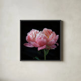 Coral Peonies IV by Debra Van Swearingen. Shown in a sleek black glass frame for a contemporary gallery look. Available as an archival giclee rolled canvas, fine art paper, or poster print. SKU 86253a.