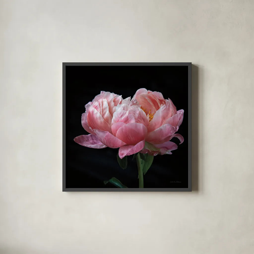 Coral Peonies IV by Debra Van Swearingen. Shown in a sleek black glass frame for a contemporary gallery look. Available as an archival giclee rolled canvas, fine art paper, or poster print. SKU 86253a.