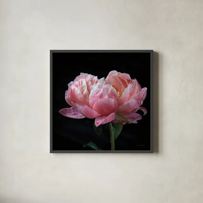 Coral Peonies IV by Debra Van Swearingen. Shown in a sleek black glass frame for a contemporary gallery look. Available as an archival giclee rolled canvas, fine art paper, or poster print. SKU 86253a.