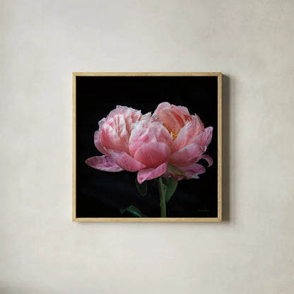 Coral Peonies IV by Debra Van Swearingen. Shown in a natural wood glass frame for a timeless modern aesthetic. Available as an archival giclee rolled canvas, fine art paper, or poster print. SKU 86253a.