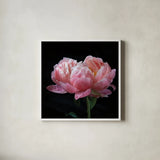 Coral Peonies IV by Debra Van Swearingen. Shown in a crisp white glass frame for a clean and minimalist style. Available as an archival giclee rolled canvas, fine art paper, or poster print. SKU 86253a.
