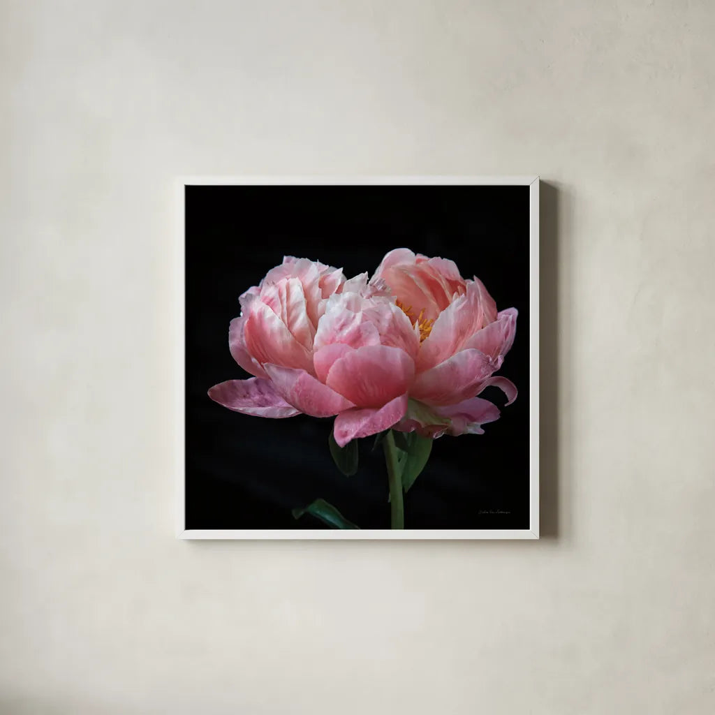Coral Peonies IV by Debra Van Swearingen. Shown in a crisp white glass frame for a clean and minimalist style. Available as an archival giclee rolled canvas, fine art paper, or poster print. SKU 86253a.
