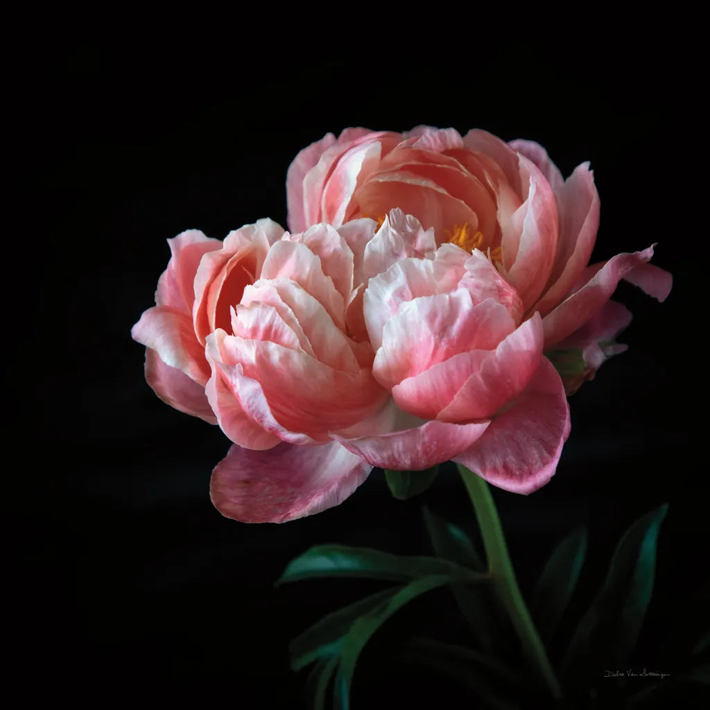 Coral Peonies V by Debra Van Swearingen. SKU 86254a. Archival Giclee Fine art print for wall decor.