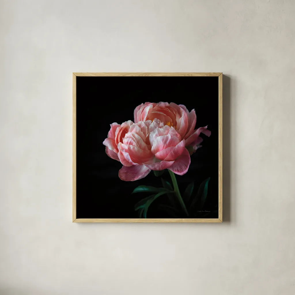 Coral Peonies V by Debra Van Swearingen. Shown in a natural wood glass frame for a timeless modern aesthetic. Available as an archival giclee rolled canvas, fine art paper, or poster print. SKU 86254a.