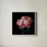 Coral Peonies V by Debra Van Swearingen. Shown in a crisp white glass frame for a clean and minimalist style. Available as an archival giclee rolled canvas, fine art paper, or poster print. SKU 86254a.