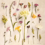 Cottage Floral II No Shell by Debra Van Swearingen. SKU 87617a. Archival Giclee Fine art print for wall decor.