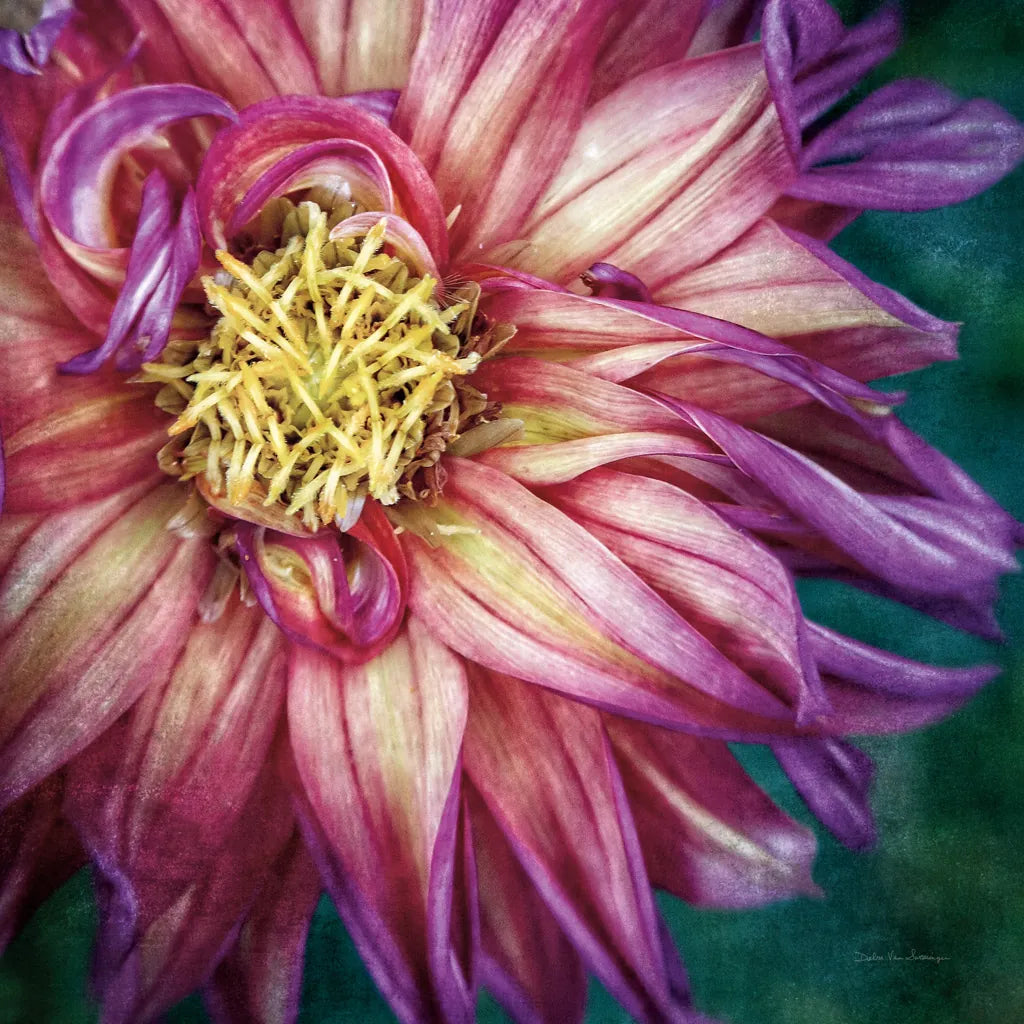 Dahlia I by Debra Van Swearingen. SKU 63777a. Archival Giclee Fine art print for wall decor.