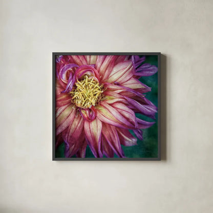 Dahlia I by Debra Van Swearingen. Shown in a sleek black glass frame for a contemporary gallery look. Available as an archival giclee rolled canvas, fine art paper, or poster print. SKU 63777a.