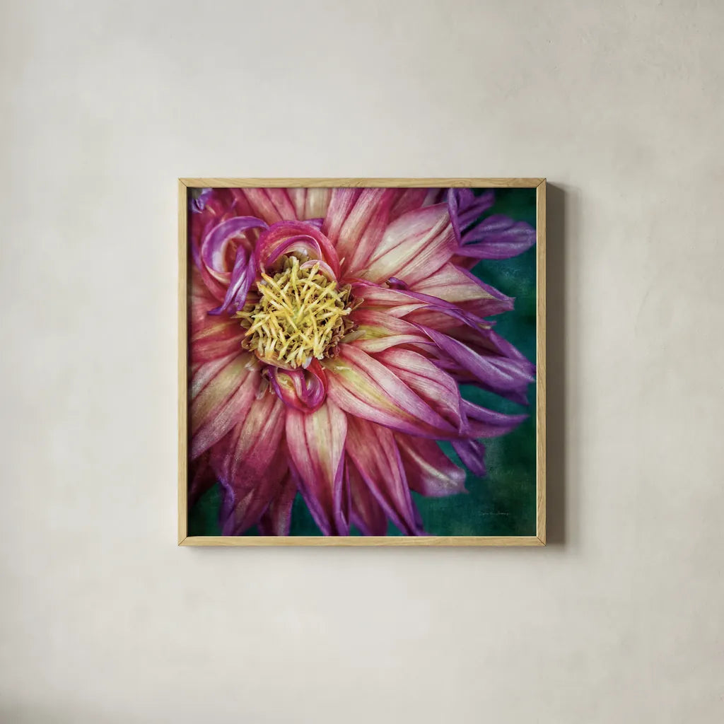 Dahlia I by Debra Van Swearingen. Shown in a natural wood glass frame for a timeless modern aesthetic. Available as an archival giclee rolled canvas, fine art paper, or poster print. SKU 63777a.