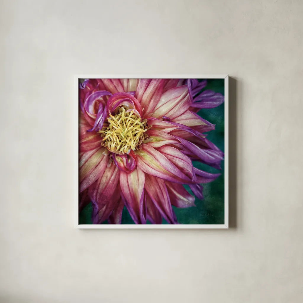 Dahlia I by Debra Van Swearingen. Shown in a crisp white glass frame for a clean and minimalist style. Available as an archival giclee rolled canvas, fine art paper, or poster print. SKU 63777a.
