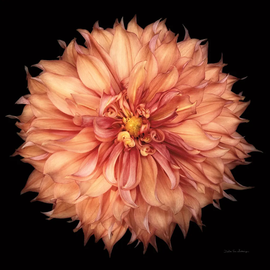 Dahlia I by Debra Van Swearingen. SKU 89716a. Archival Giclee Fine art print for wall decor.