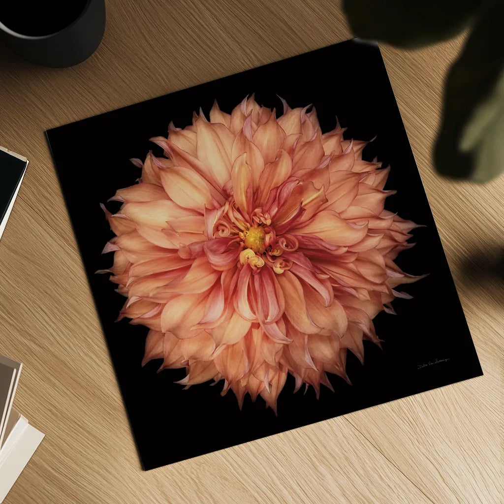 Dahlia I by Debra Van Swearingen. Shown as a detailed flat fine art print, highlighting archival giclee quality. Available as an archival giclee rolled canvas, fine art paper, or poster print. SKU 89716a.