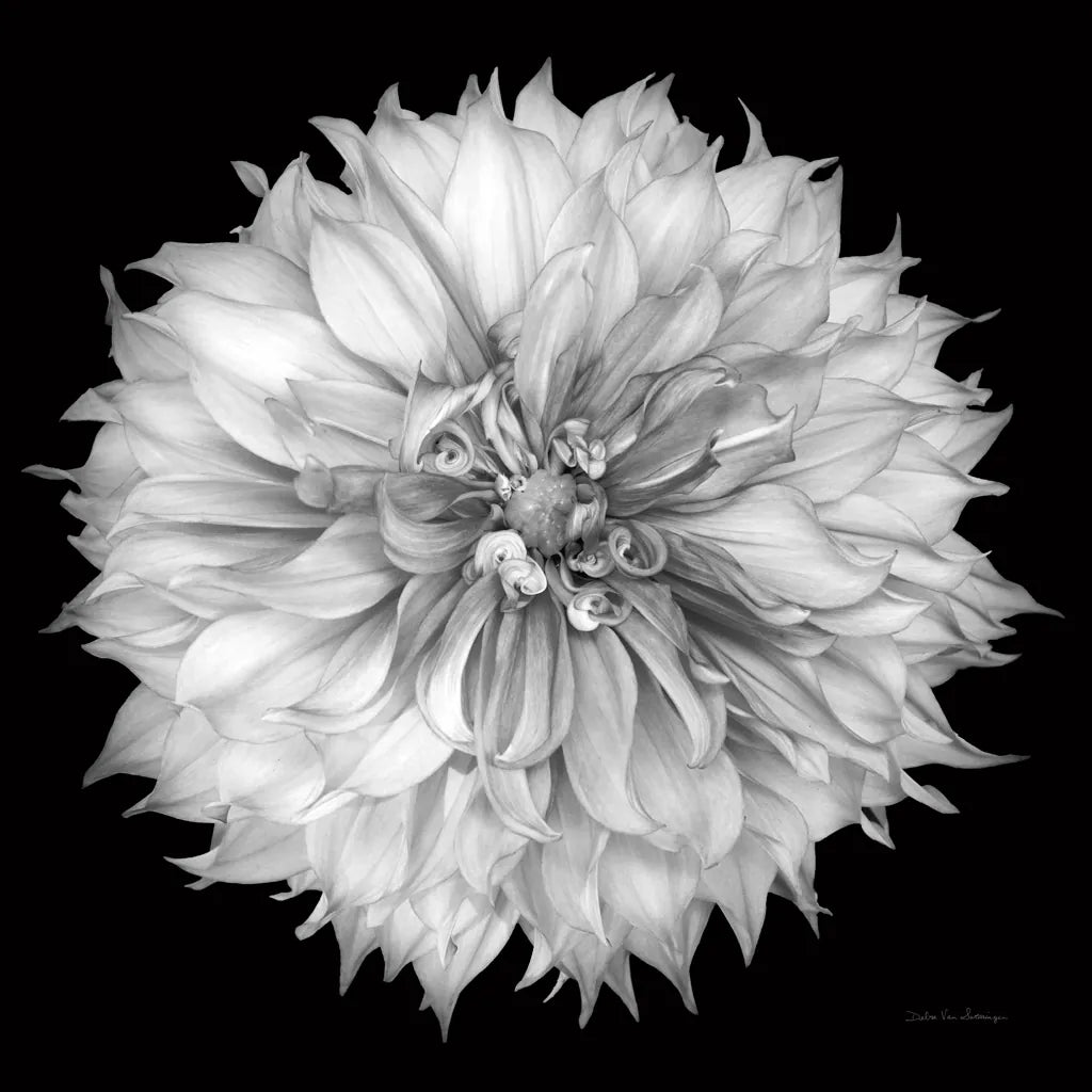 Dahlia I BW by Debra Van Swearingen. SKU 89722a. Archival Giclee Fine art print for wall decor.