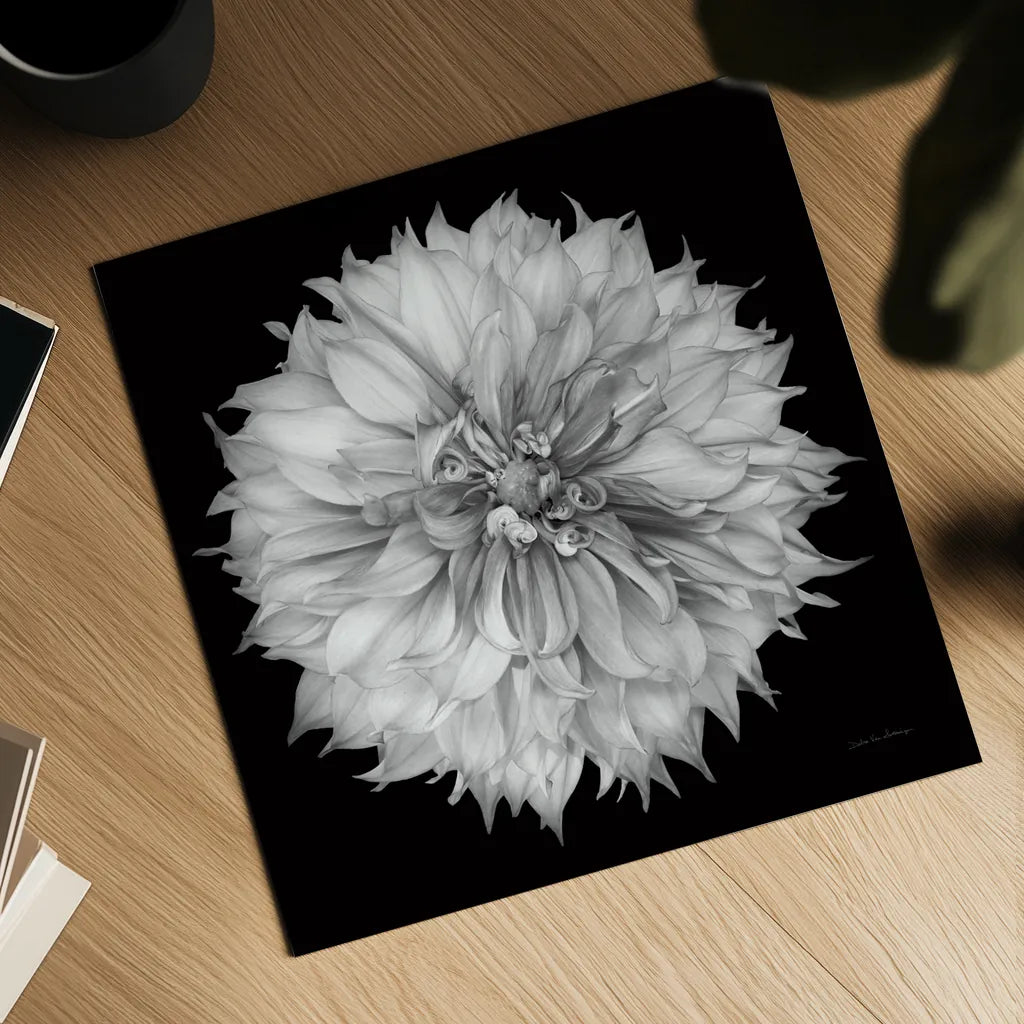 Dahlia I BW by Debra Van Swearingen. Shown as a detailed flat fine art print, highlighting archival giclee quality. Available as an archival giclee rolled canvas, fine art paper, or poster print. SKU 89722a.