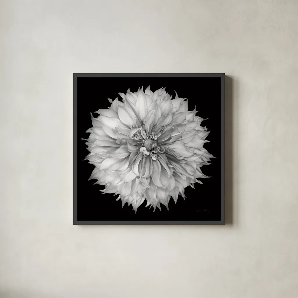 Dahlia I BW by Debra Van Swearingen. Shown in a sleek black glass frame for a contemporary gallery look. Available as an archival giclee rolled canvas, fine art paper, or poster print. SKU 89722a.