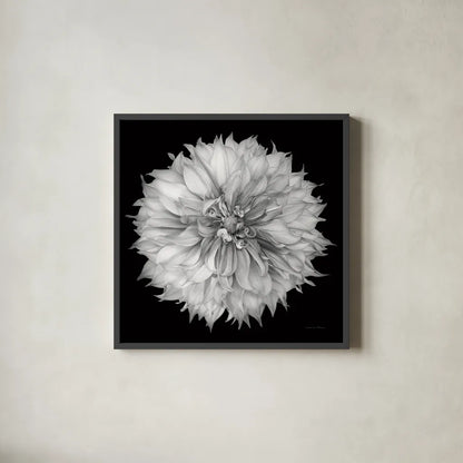 Dahlia I BW by Debra Van Swearingen. Shown in a sleek black glass frame for a contemporary gallery look. Available as an archival giclee rolled canvas, fine art paper, or poster print. SKU 89722a.