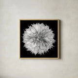 Dahlia I BW by Debra Van Swearingen. Shown in a natural wood glass frame for a timeless modern aesthetic. Available as an archival giclee rolled canvas, fine art paper, or poster print. SKU 89722a.