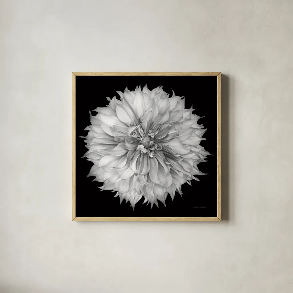 Dahlia I BW by Debra Van Swearingen. Shown in a natural wood glass frame for a timeless modern aesthetic. Available as an archival giclee rolled canvas, fine art paper, or poster print. SKU 89722a.