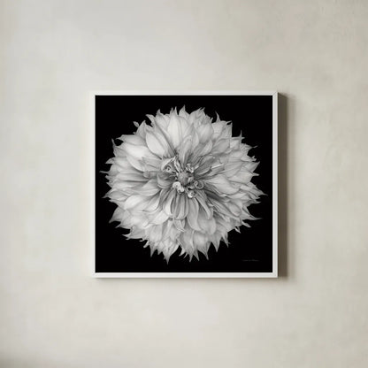 Dahlia I BW by Debra Van Swearingen. Shown in a crisp white glass frame for a clean and minimalist style. Available as an archival giclee rolled canvas, fine art paper, or poster print. SKU 89722a.
