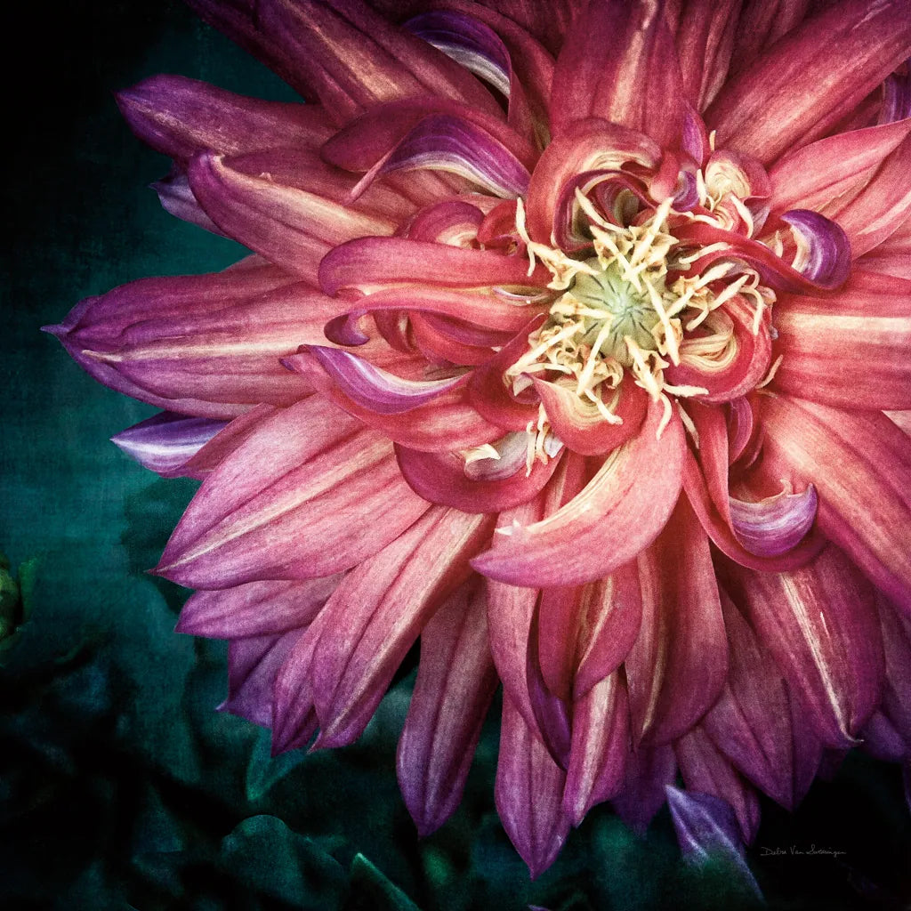 Dahlia II by Debra Van Swearingen. SKU 63778a. Archival Giclee Fine art print for wall decor.