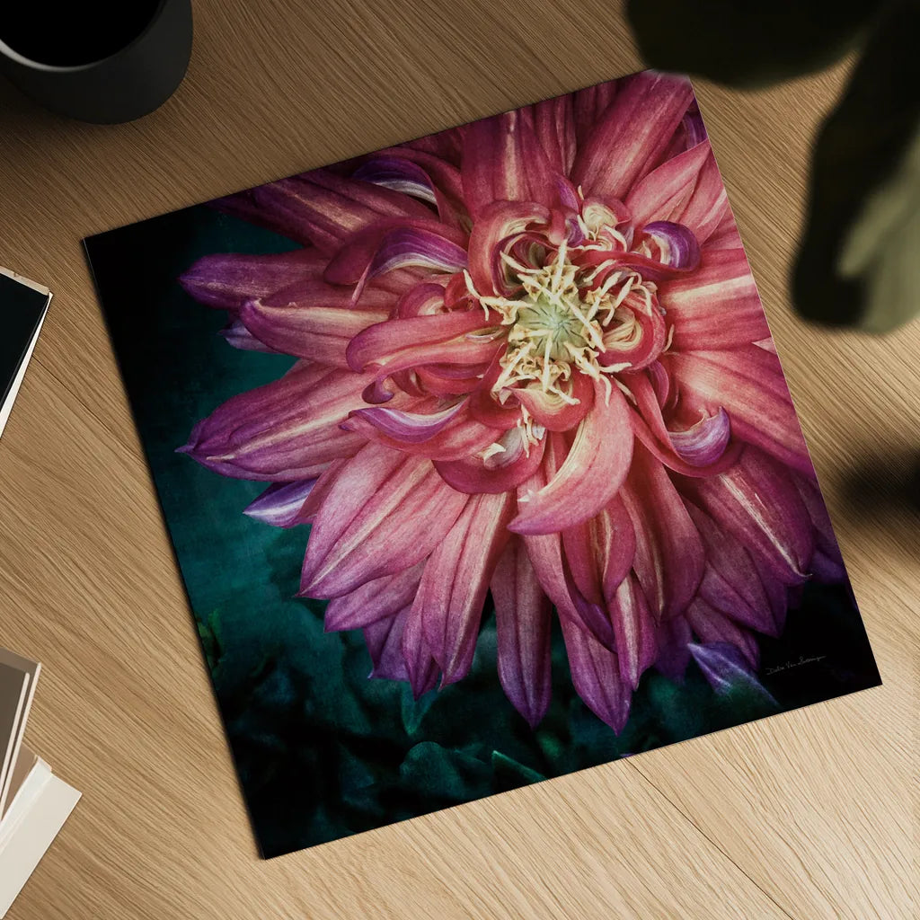 Dahlia II by Debra Van Swearingen. Shown as a detailed flat fine art print, highlighting archival giclee quality. Available as an archival giclee rolled canvas, fine art paper, or poster print. SKU 63778a.