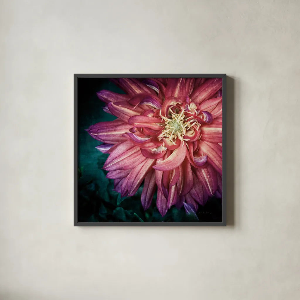 Dahlia II by Debra Van Swearingen. Shown in a sleek black glass frame for a contemporary gallery look. Available as an archival giclee rolled canvas, fine art paper, or poster print. SKU 63778a.