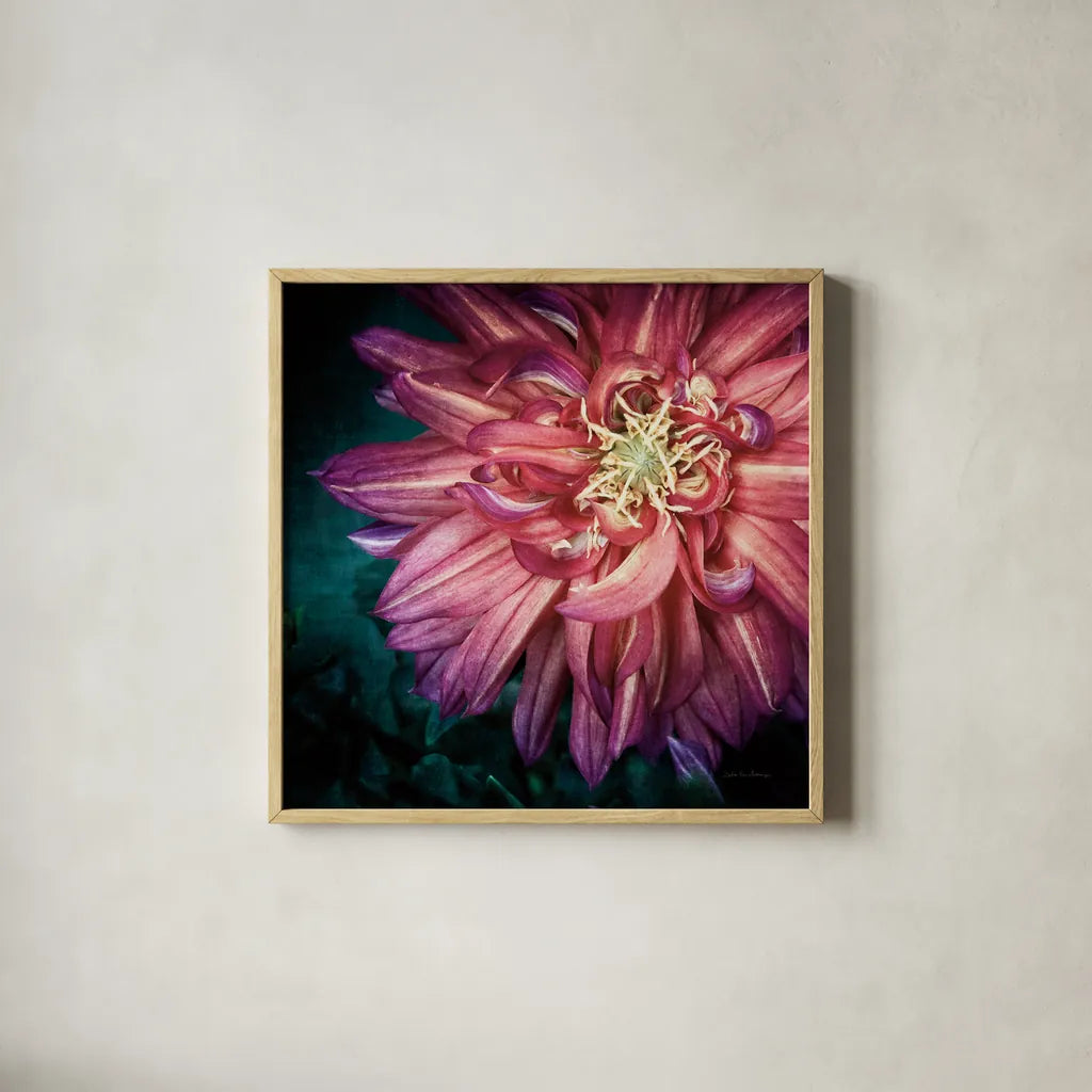 Dahlia II by Debra Van Swearingen. Shown in a natural wood glass frame for a timeless modern aesthetic. Available as an archival giclee rolled canvas, fine art paper, or poster print. SKU 63778a.