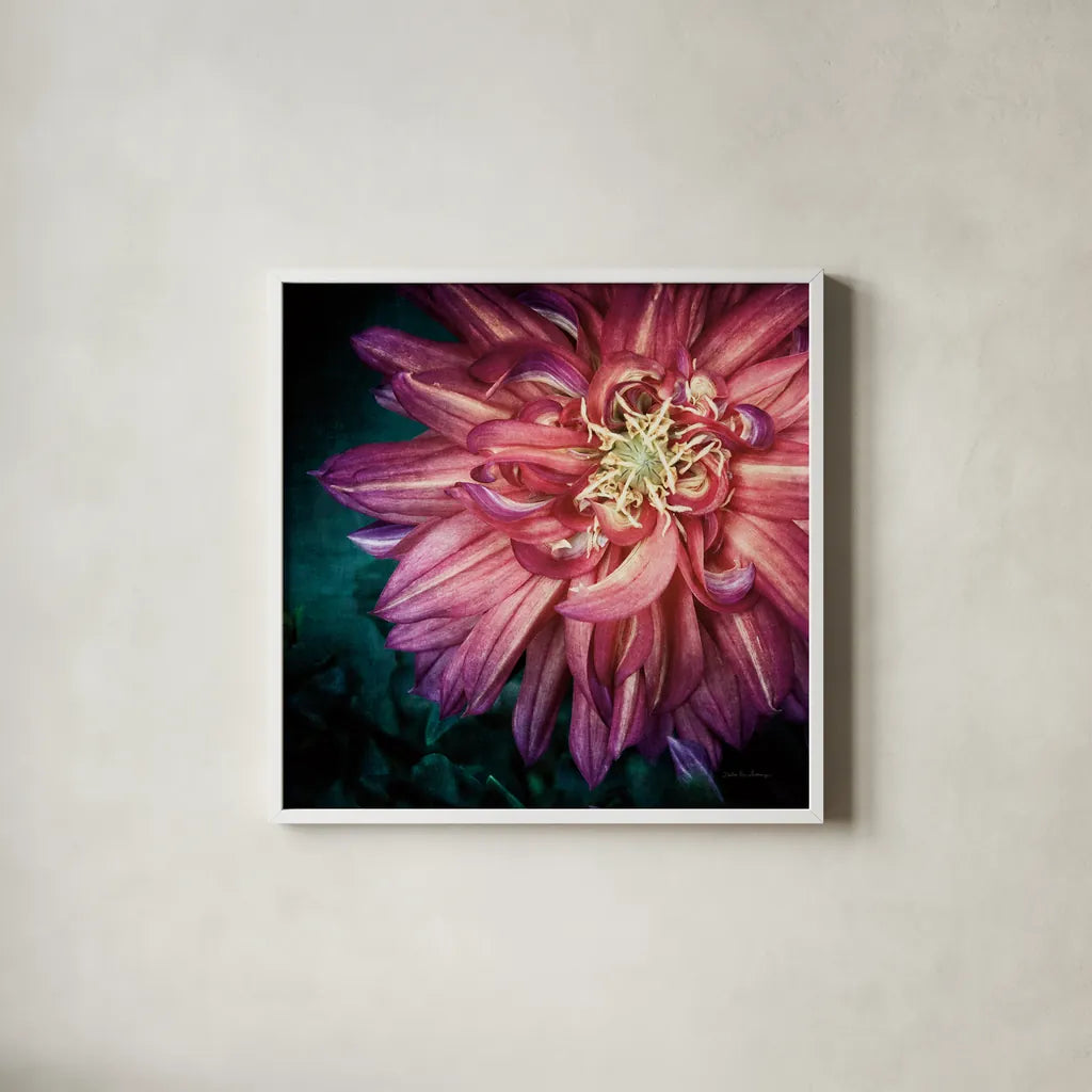 Dahlia II by Debra Van Swearingen. Shown in a crisp white glass frame for a clean and minimalist style. Available as an archival giclee rolled canvas, fine art paper, or poster print. SKU 63778a.