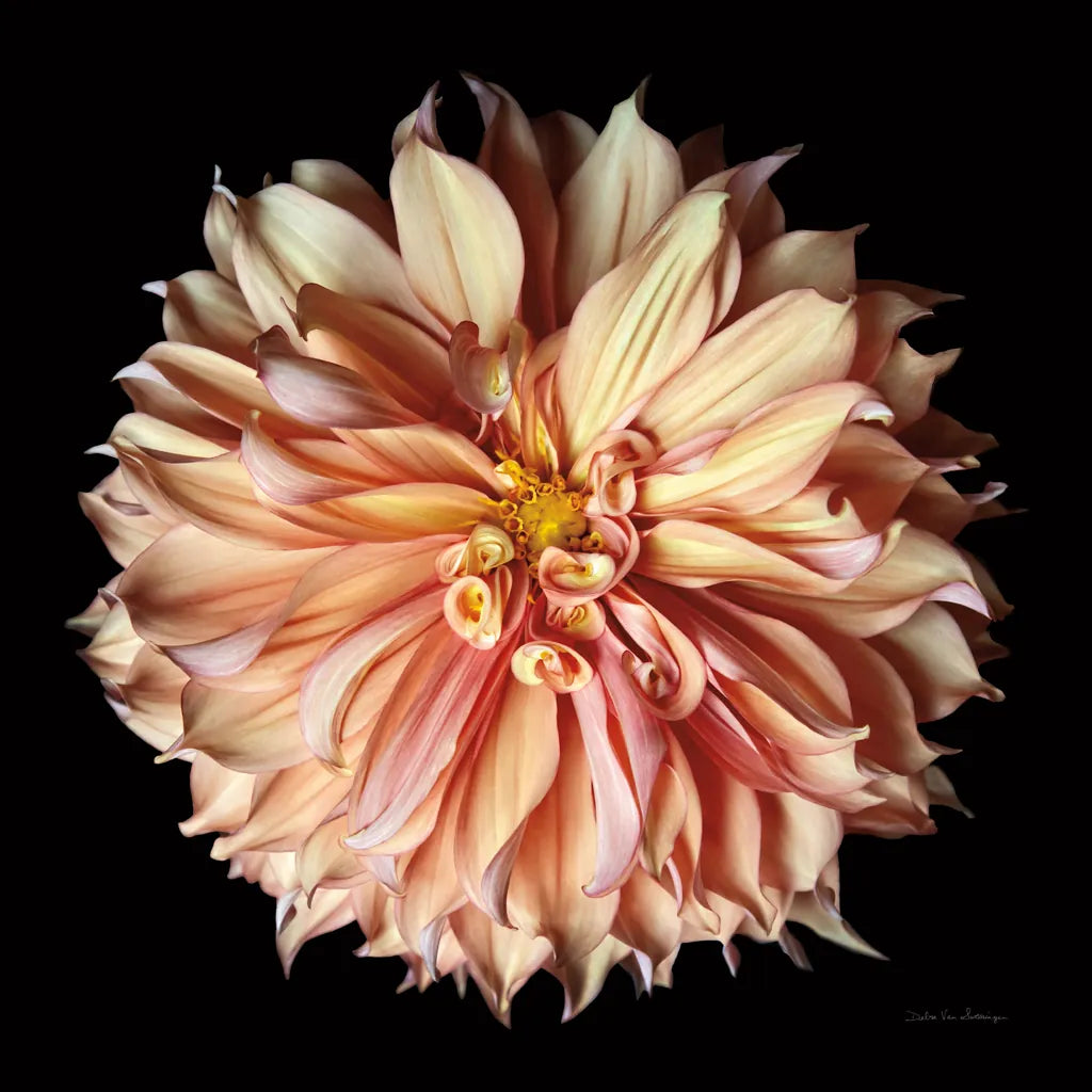 Dahlia II by Debra Van Swearingen. SKU 89717a. Archival Giclee Fine art print for wall decor.