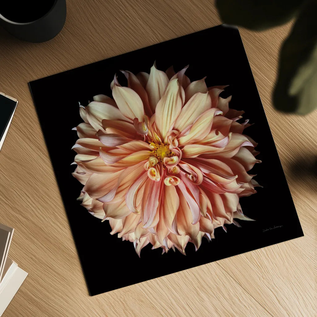 Dahlia II by Debra Van Swearingen. Shown as a detailed flat fine art print, highlighting archival giclee quality. Available as an archival giclee rolled canvas, fine art paper, or poster print. SKU 89717a.