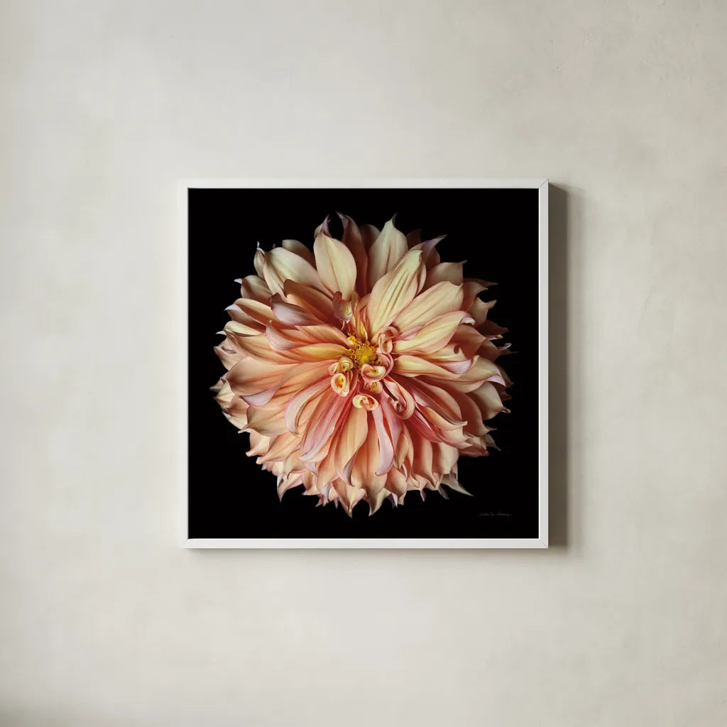 Dahlia II by Debra Van Swearingen. Shown in a crisp white glass frame for a clean and minimalist style. Available as an archival giclee rolled canvas, fine art paper, or poster print. SKU 89717a.