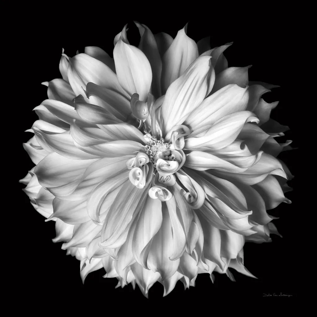 Dahlia II BW by Debra Van Swearingen. SKU 89723a. Archival Giclee Fine art print for wall decor.