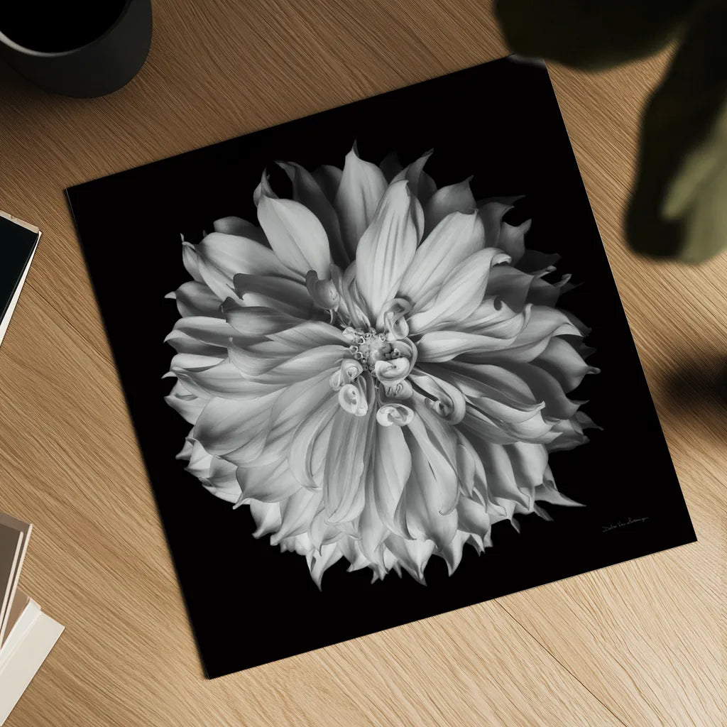 Dahlia II BW by Debra Van Swearingen. Shown as a detailed flat fine art print, highlighting archival giclee quality. Available as an archival giclee rolled canvas, fine art paper, or poster print. SKU 89723a.
