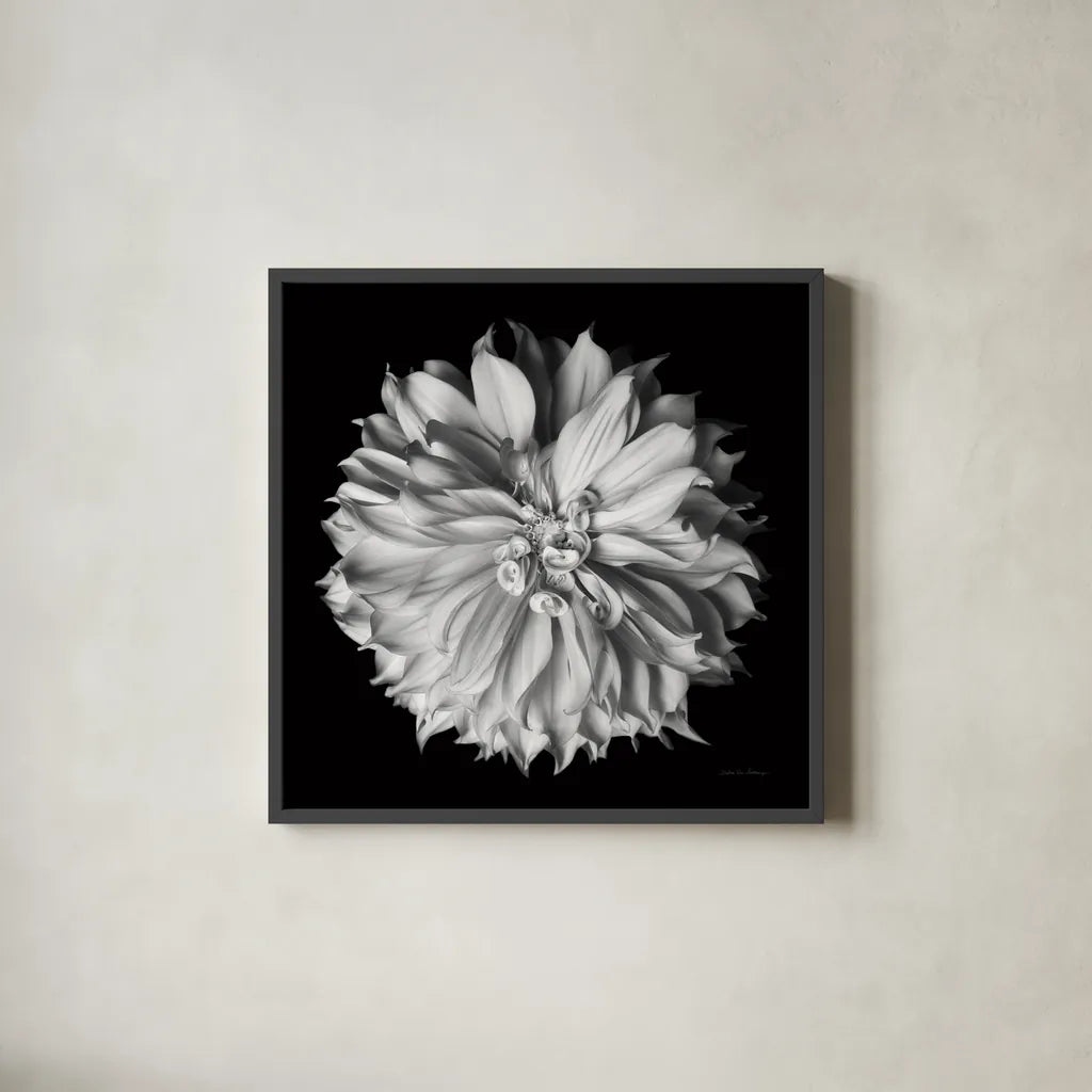 Dahlia II BW by Debra Van Swearingen. Shown in a sleek black glass frame for a contemporary gallery look. Available as an archival giclee rolled canvas, fine art paper, or poster print. SKU 89723a.