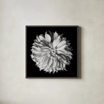 Dahlia II BW by Debra Van Swearingen. Shown in a sleek black glass frame for a contemporary gallery look. Available as an archival giclee rolled canvas, fine art paper, or poster print. SKU 89723a.